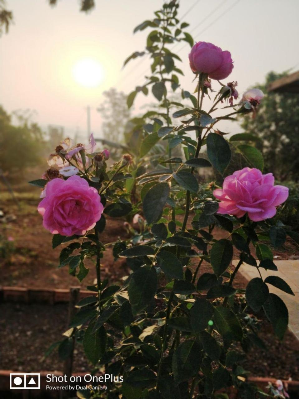 Shree Samarth Farmhouse Murūd Exteriér fotografie